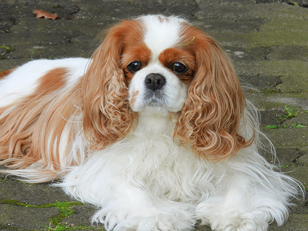 Cavalier King Charles Spaniel (1)