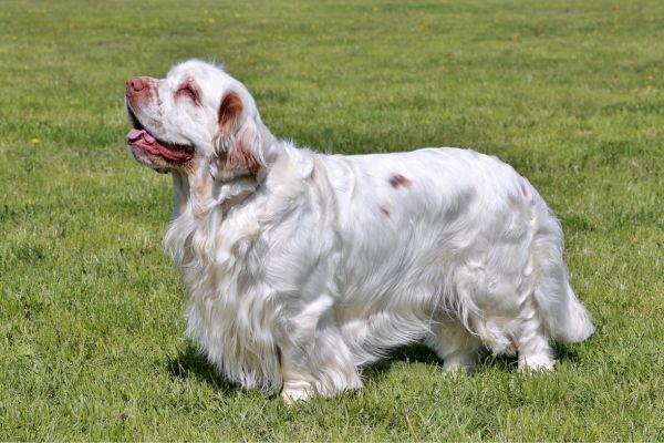 Clumber Spaniel (1)