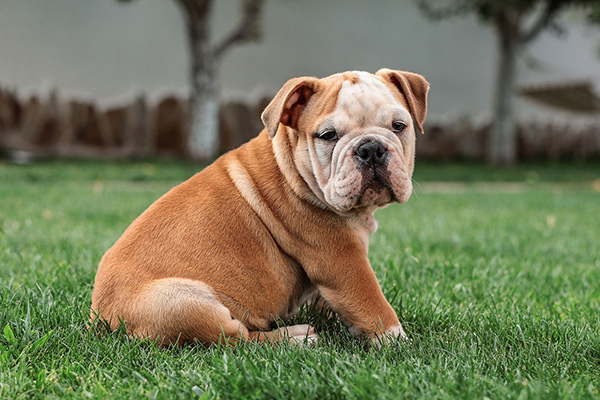 English Bulldog (1)