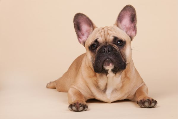 French Bulldog (1)