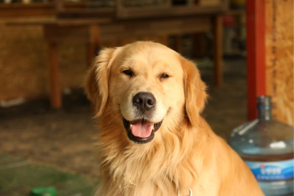 Golden Retriever (1)