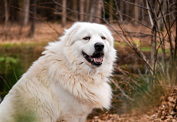 Great Pyrenees (1)