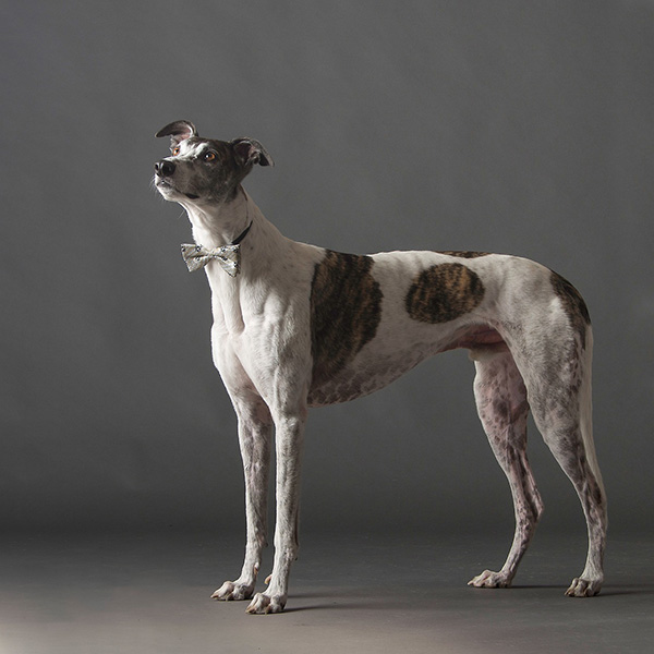 Greyhound (1)