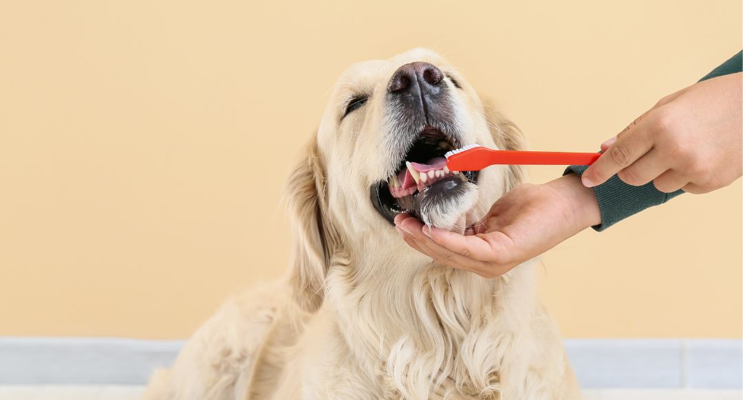 How To Brush Dog Teeth