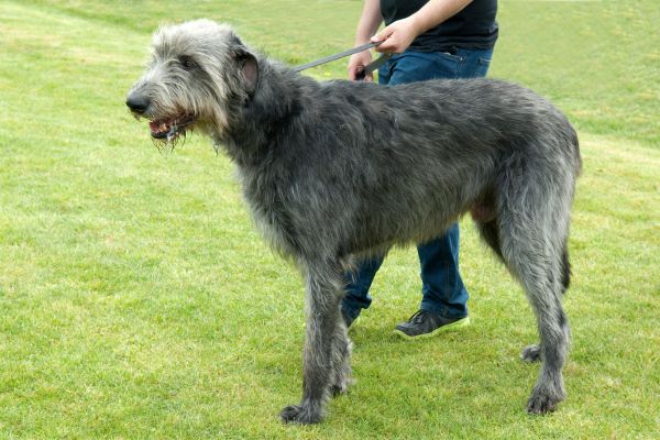 Irish Wolfhound (1)