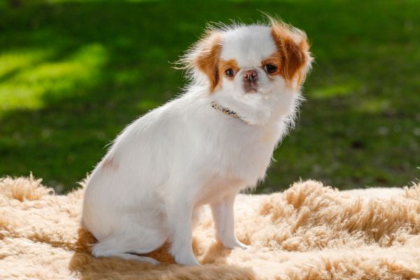 Japanese Chin (1)