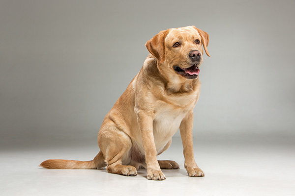 Labrador Retriever (1)