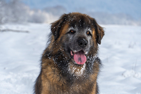 Leonberger (1)