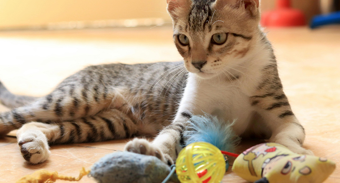 Must-Have Interactive Cat Toys