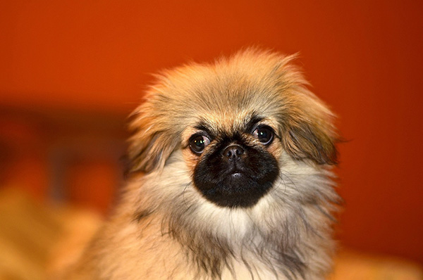 Pekingese (1)