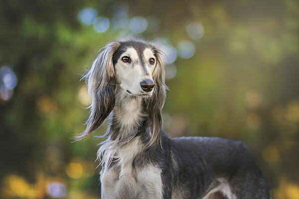 Saluki (1)