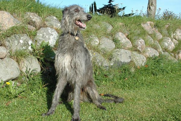 Scottish Deerhound (1)