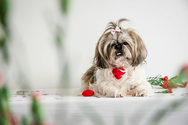 Shih Tzu (1)