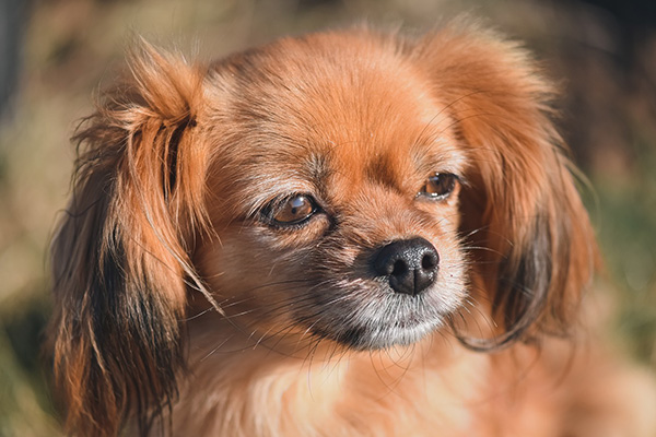 Tibetan Spaniel (1)