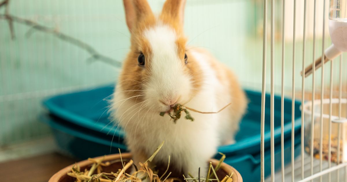 What Do Bunnies Eat- The Do's And Don'ts