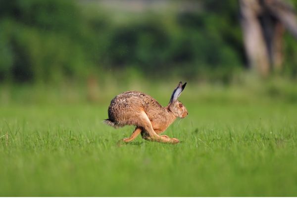 a rabbit hopping