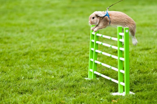 a rabbit training in an obstacle course