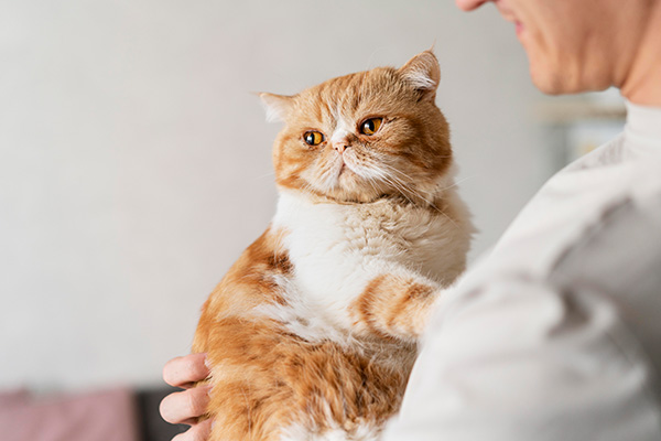 a senior cat with health problems held by a doctor