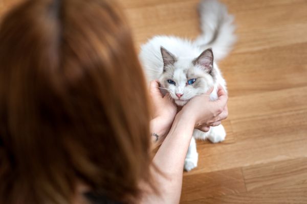 adult cat being cuddled