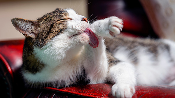 adult cat licking its hand