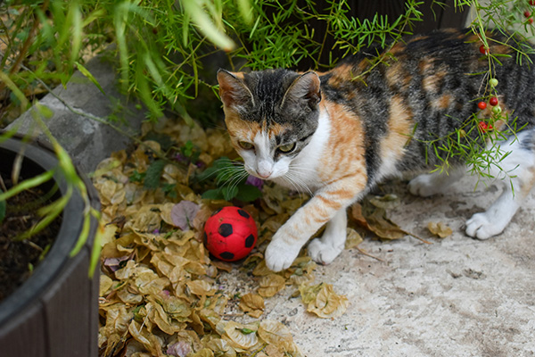 cat being playful