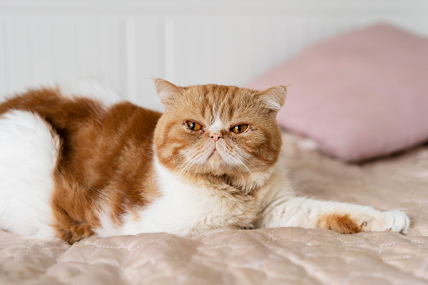 cute adult cat laying bed