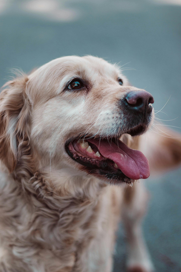 dog showing its healthy teeth