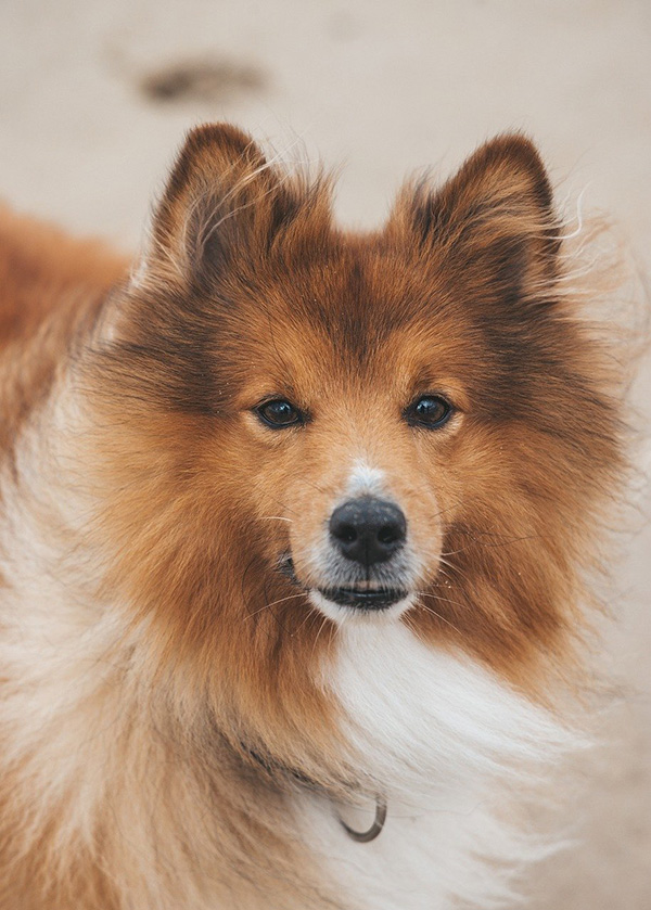 dog with a shiny and healthy coat