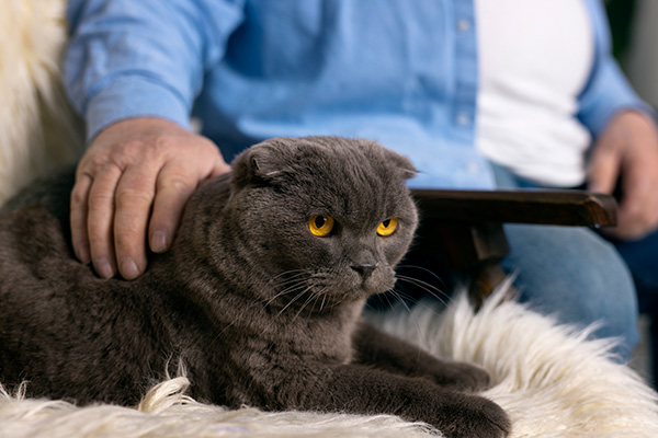 old man petting a senior cat with physical changes