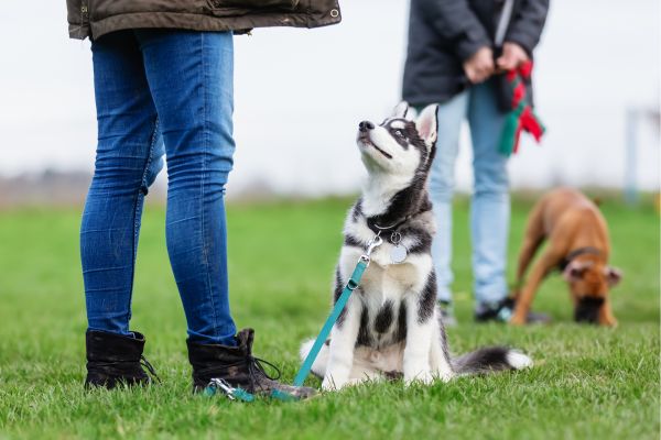 puppies at dog park