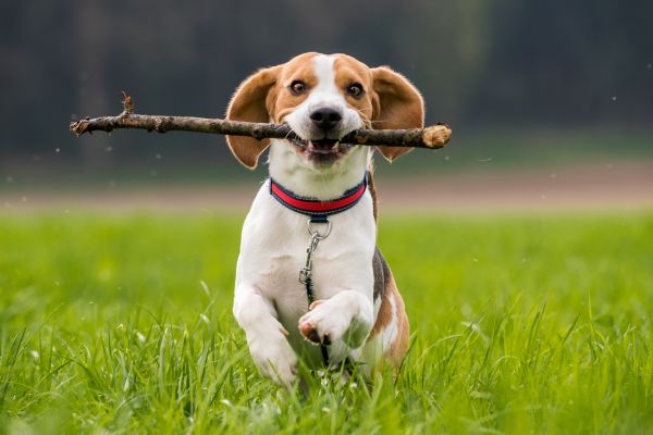 puppy fetching a stick