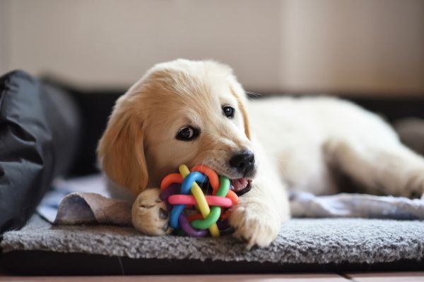 puppy playing a chew toy