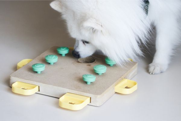 puppy playing puzzle