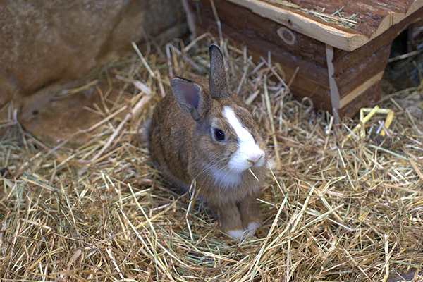 rabbit eating hay