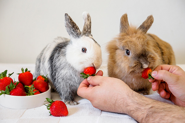 rabbits eating fruit; strawberries