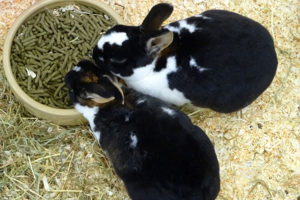 rabbits eating pellet