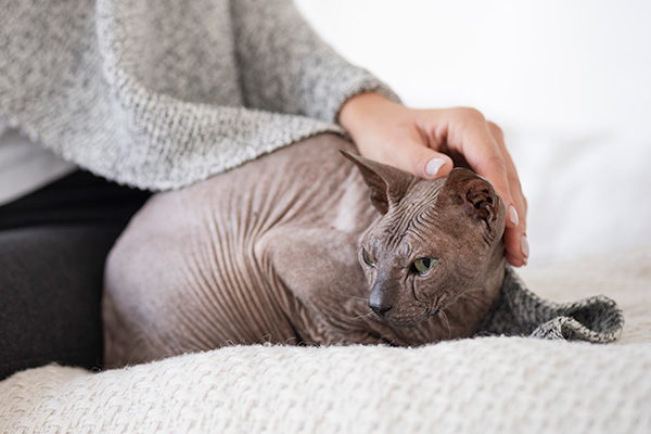 stressed cat getting comforted by its human