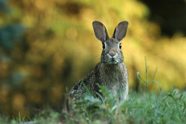 wild rabbit