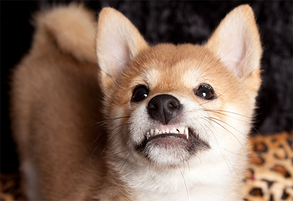 Adult dog showing its teeth