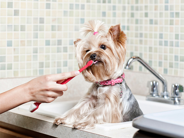 Brushing dog's teeth in the bathroom