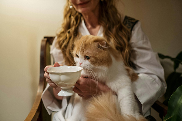 Cat curiously investigates a cup in its owner's lap