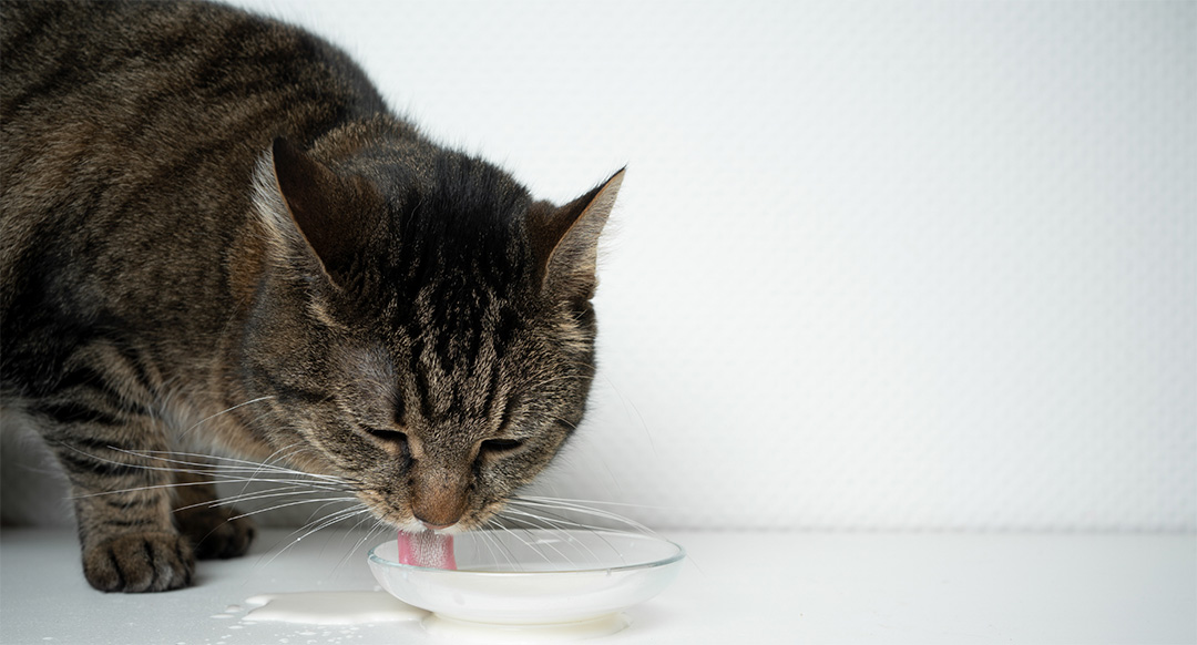 Cat drinking milk