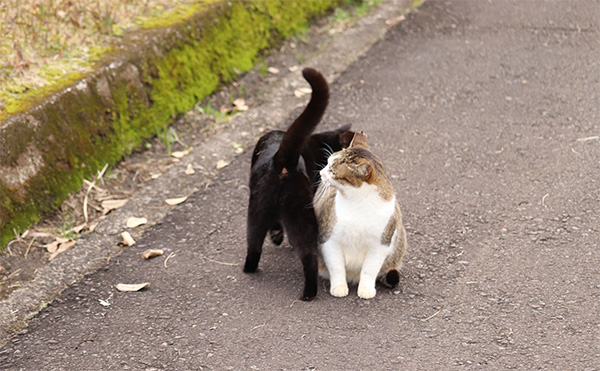 Cat greeting other cat