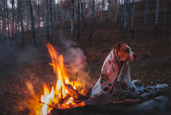 Cozy fall camping by the fire with a dog