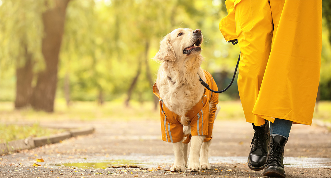 Dog-Friendly Fall Activities You Can Do With Your Dog