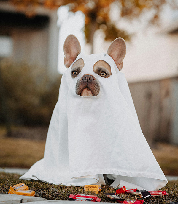 Dog costume for Halloween