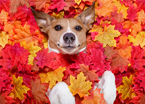 Dog nestled in a vibrant pile of leaves