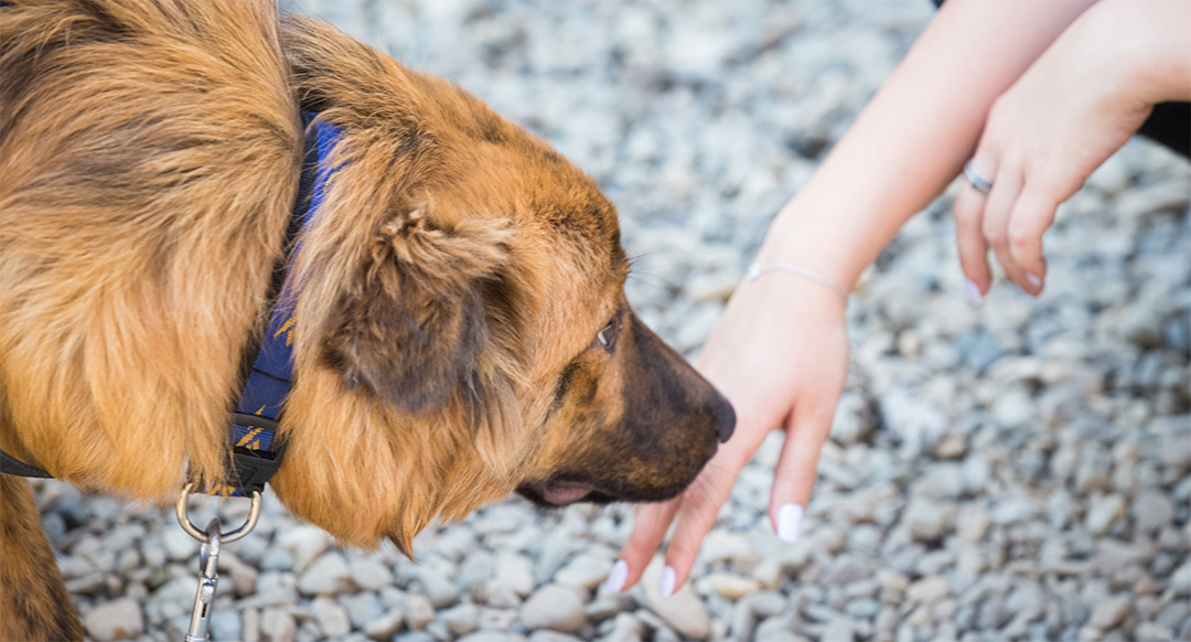 Helping Shy And Scared Dog