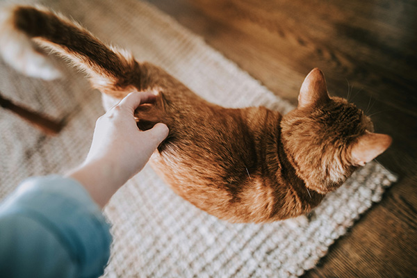 Human petting cat