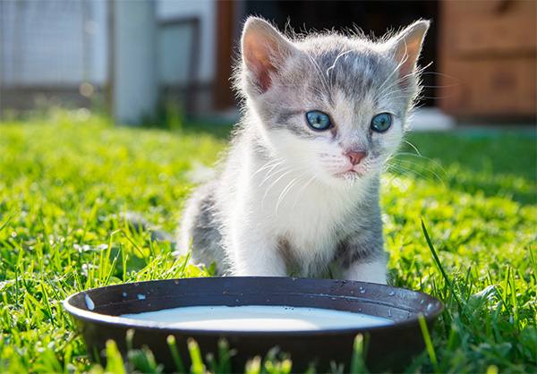 Kitten drinking milk in the yard